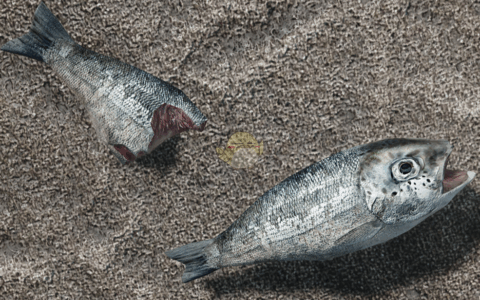 《辐射4》MOD|多样化的死鱼合集|