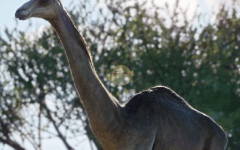 《动物园之星》MOD|新物种古骆驼|